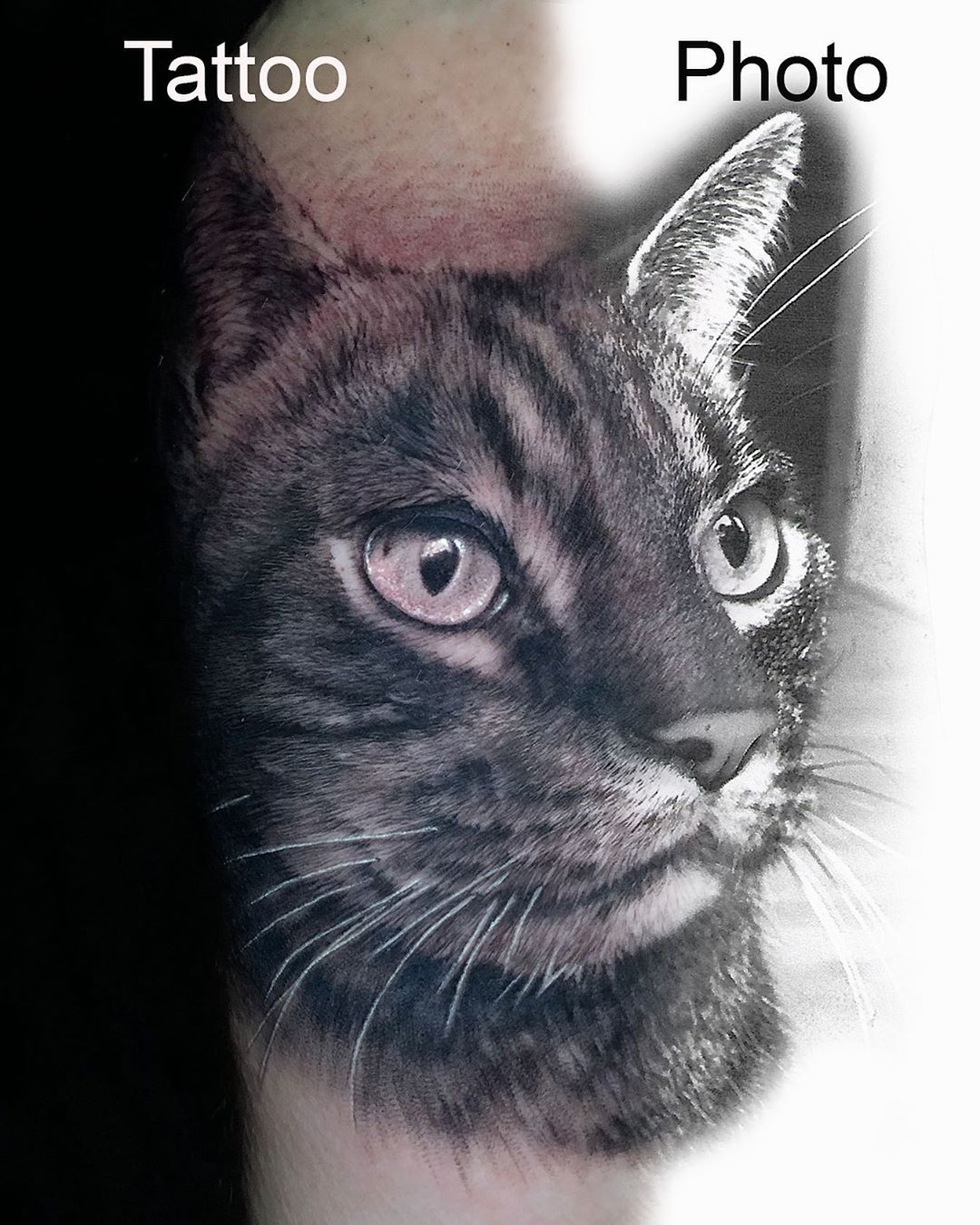 tattoo gatto realistico ph @flozimmerertattoo